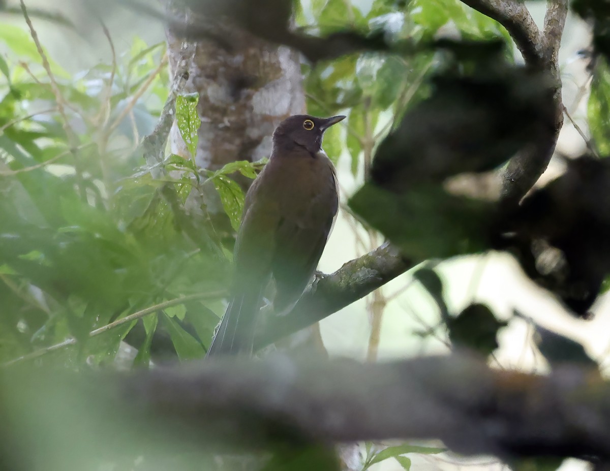 White-throated Thrush - ML643814606