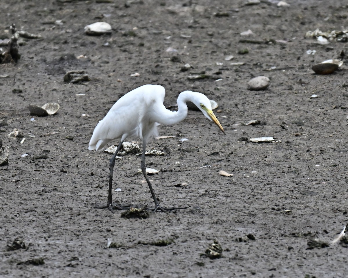 Grande Aigrette - ML643814621