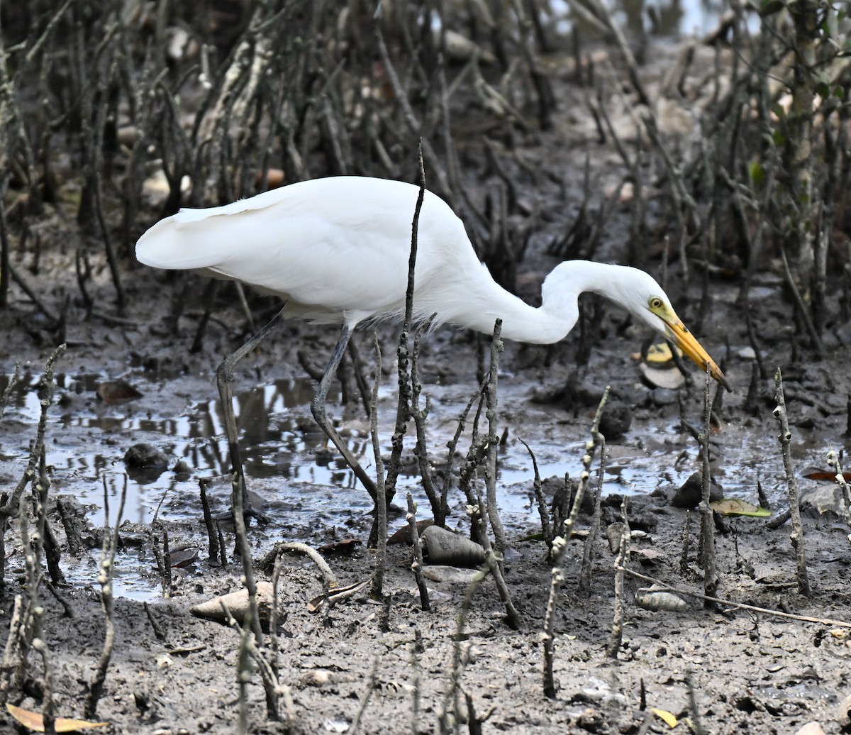 Grande Aigrette - ML643814622