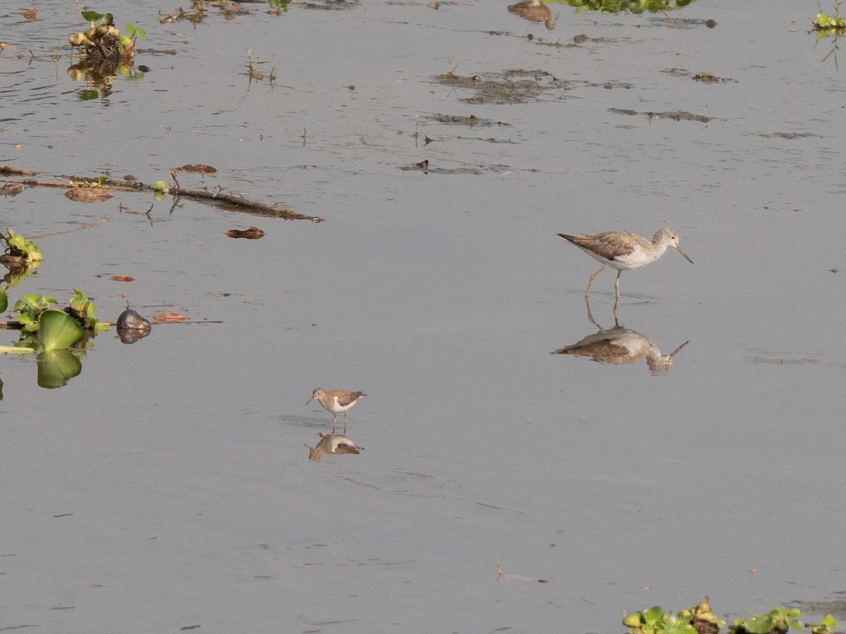 Common Greenshank - ML643814663