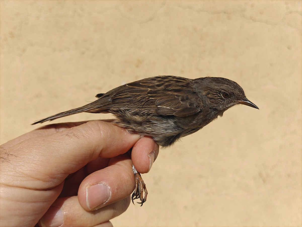 Dunnock - ML643814671