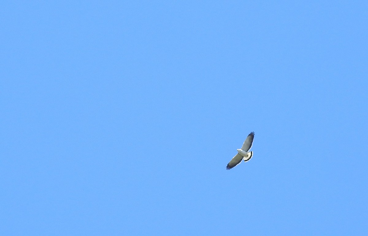 Variable Hawk - ML643814683