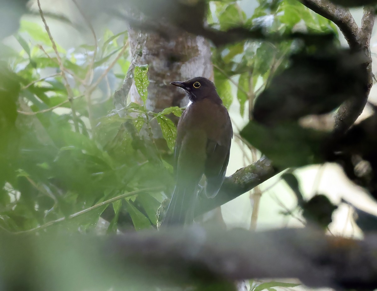 White-throated Thrush - ML643814692