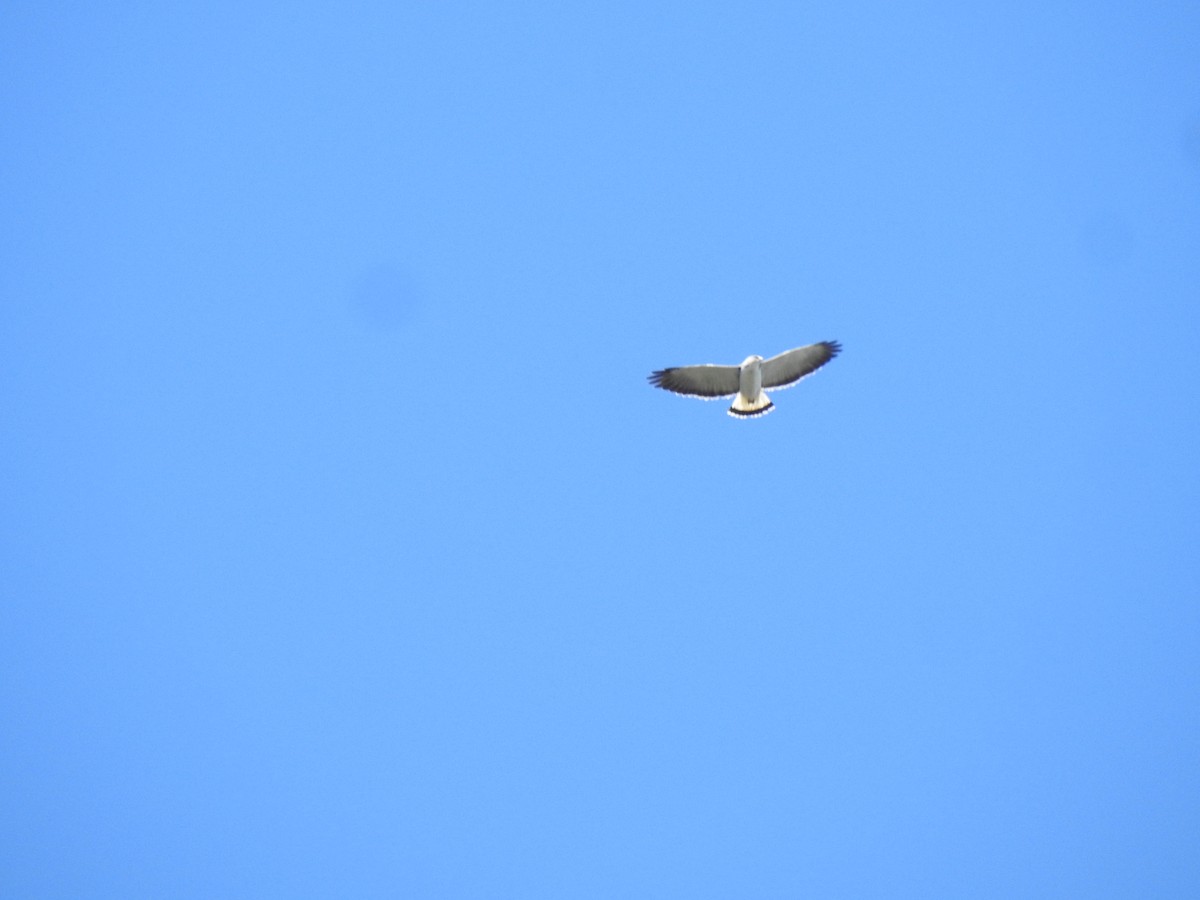 Variable Hawk - ML643814703