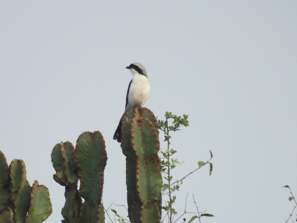 Northern Fiscal - ML643814705