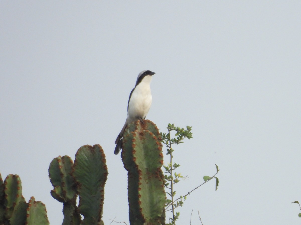 Northern Fiscal - ML643814706