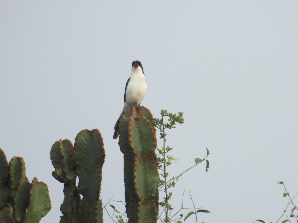 Northern Fiscal - ML643814707