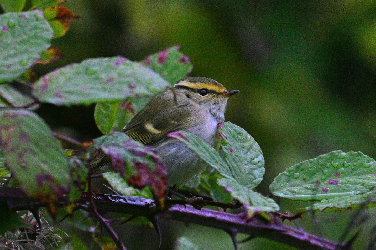 Pallas's Leaf Warbler - ML643814709