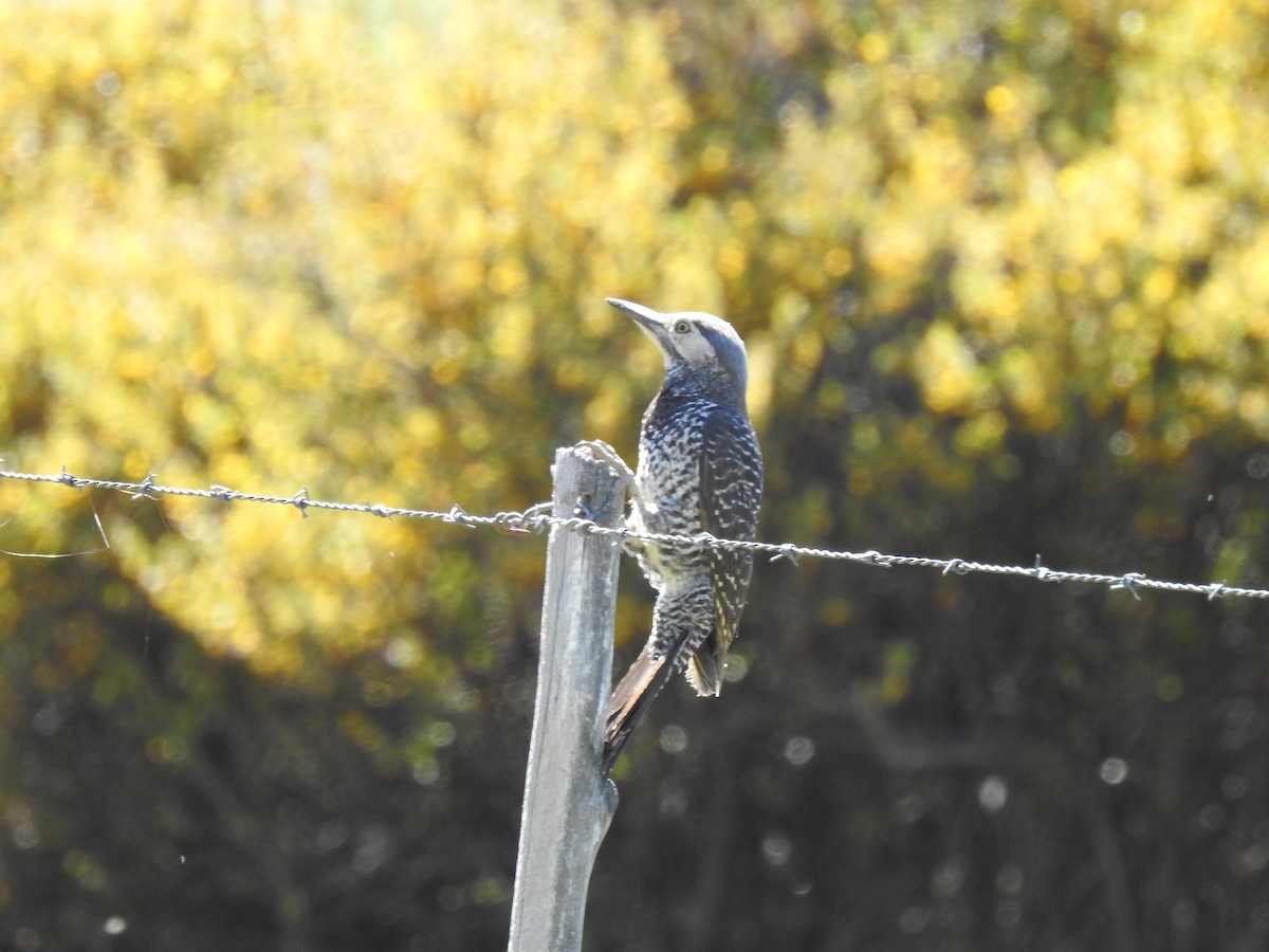 Chilean Flicker - ML643814710