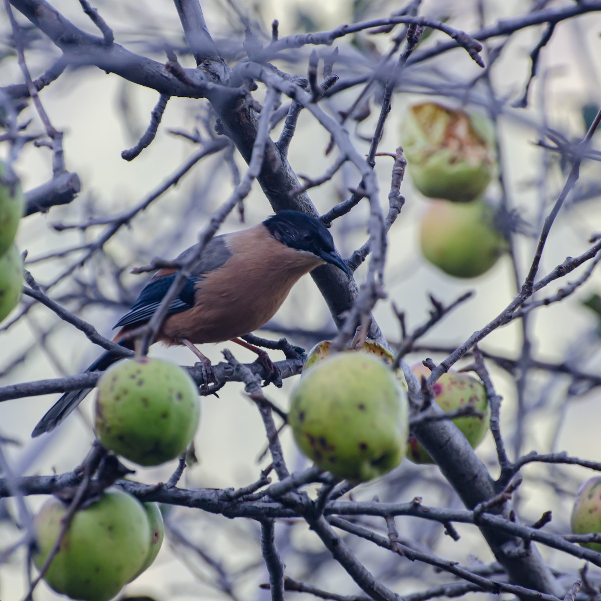 Rufous Sibia - ML643814714