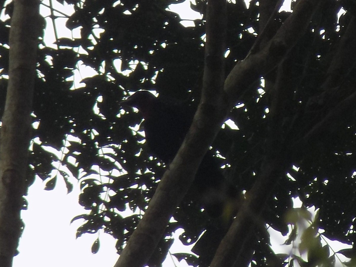 Purple-throated Fruitcrow - ML643814721