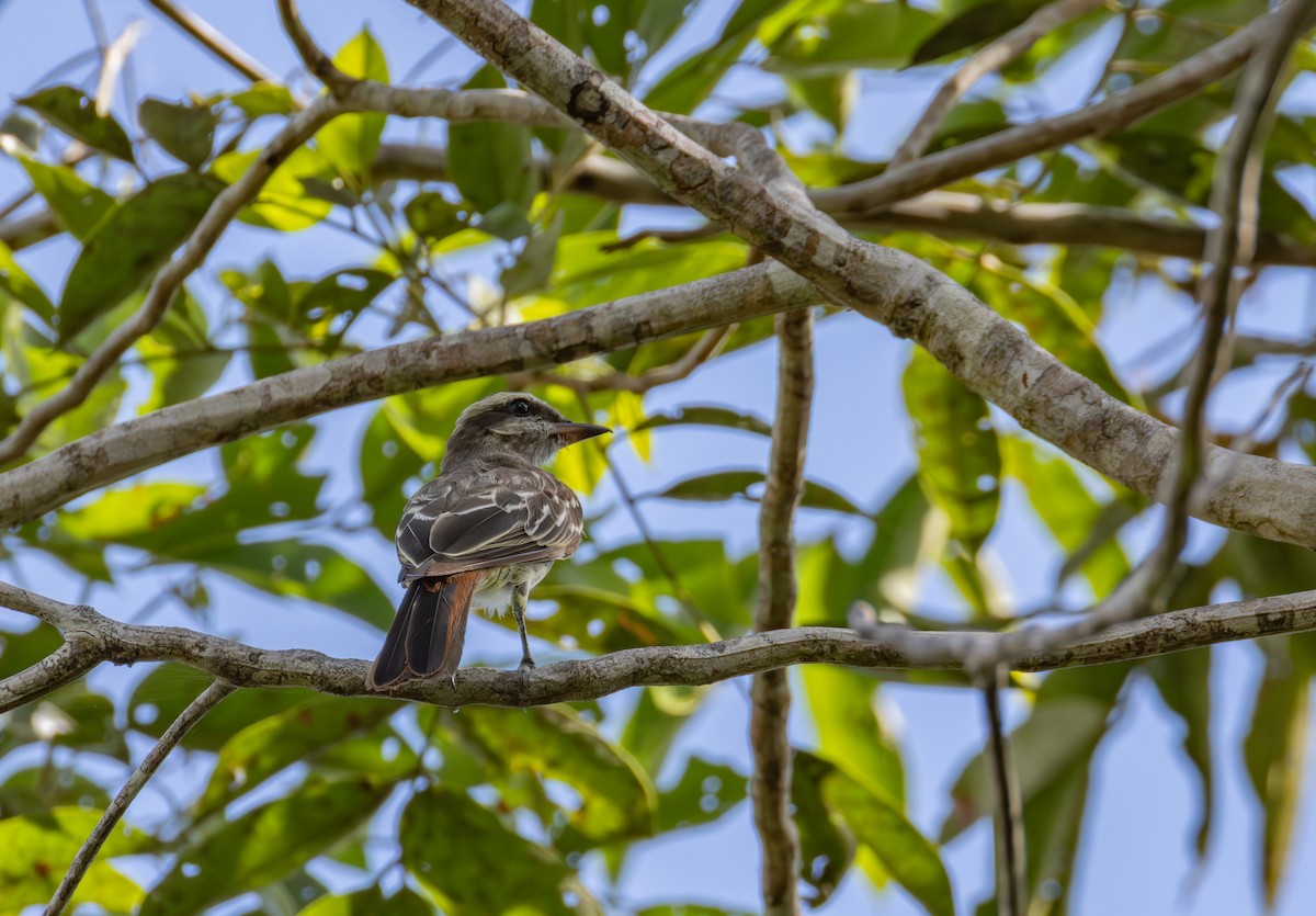 Variegated Flycatcher - ML643814722