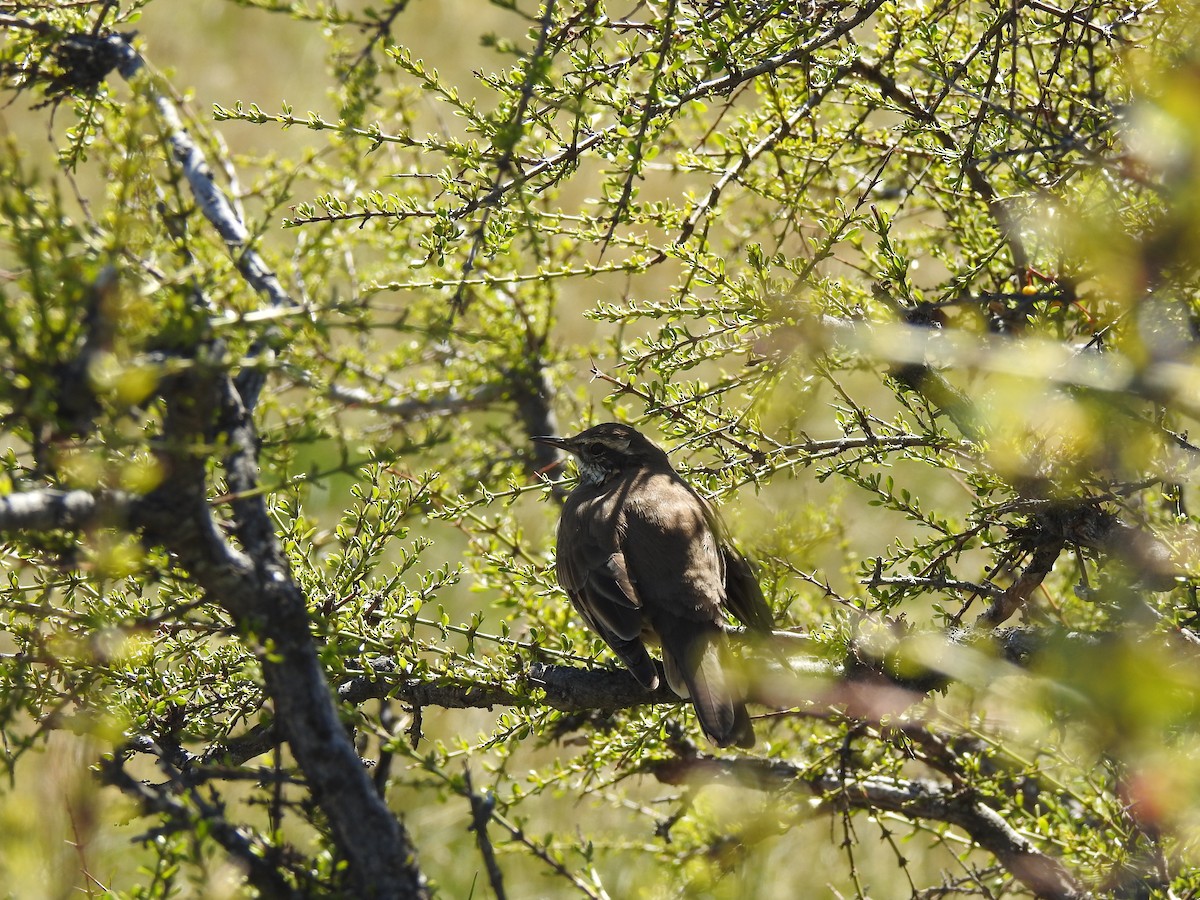 Buff-winged Cinclodes - ML643814724