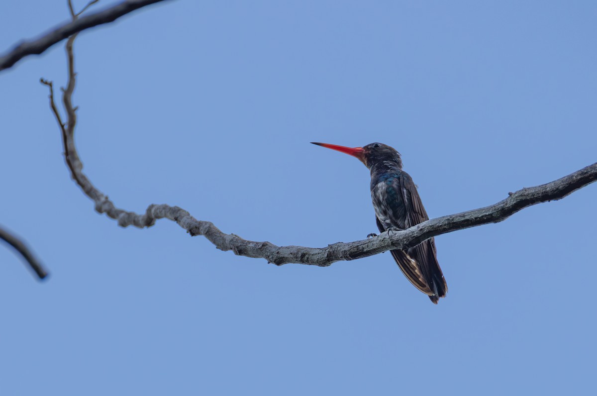 Rufous-throated Sapphire - ML643814742