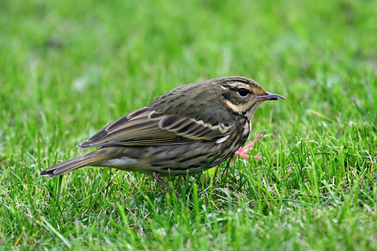 Olive-backed Pipit - ML643814749