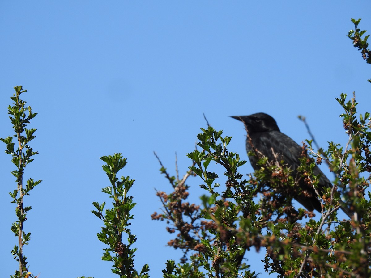 Austral Blackbird - ML643814750