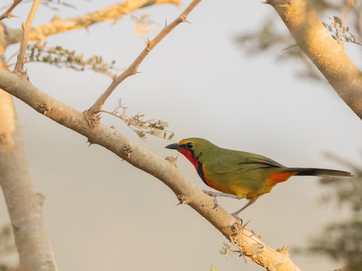 Four-colored Bushshrike - ML643814752