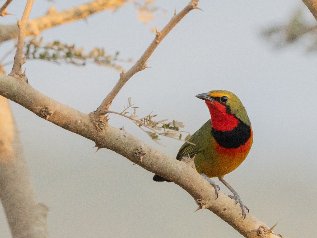 Four-colored Bushshrike - ML643814753