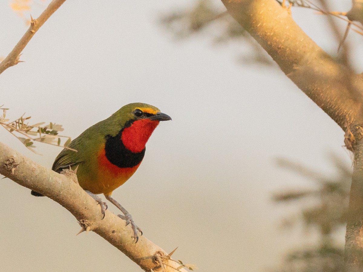 Four-colored Bushshrike - ML643814754