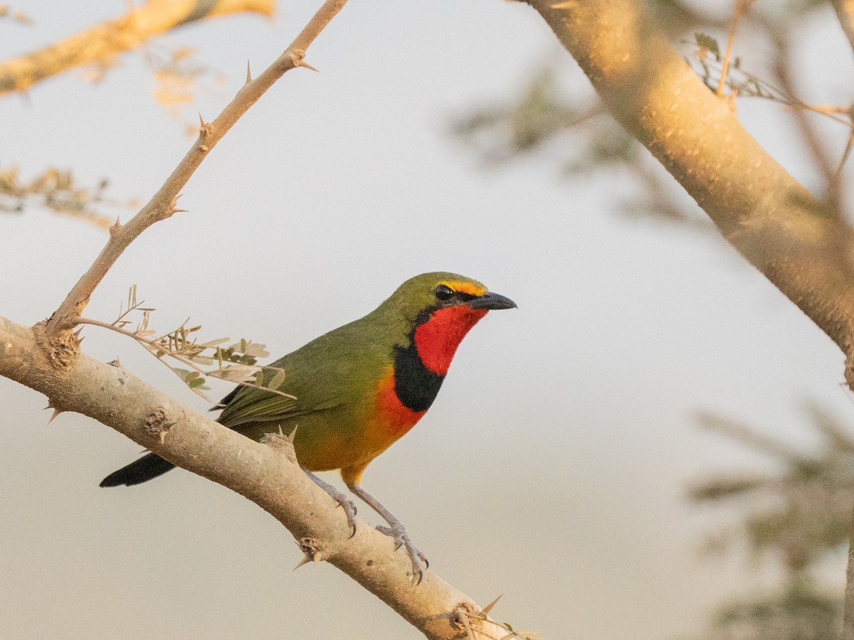Four-colored Bushshrike - ML643814755