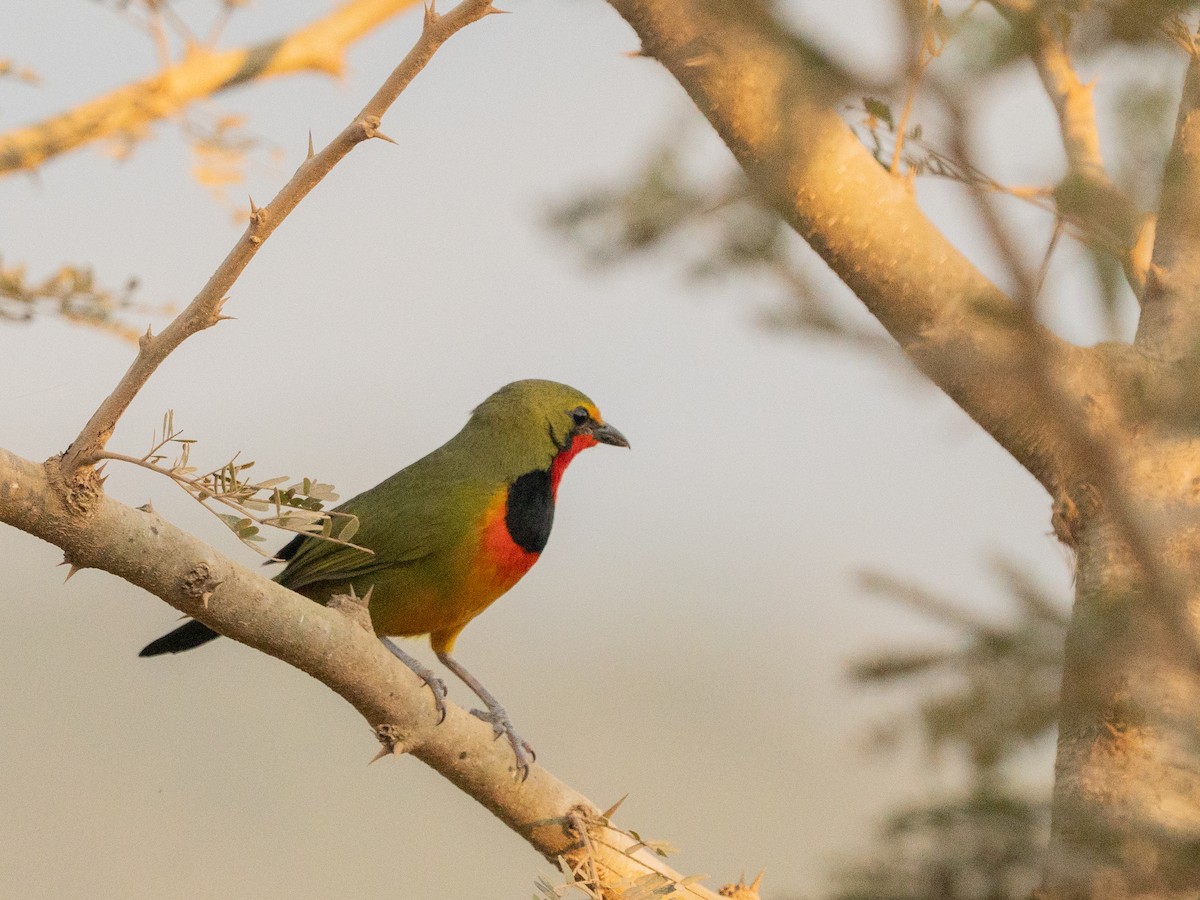 Four-colored Bushshrike - ML643814756