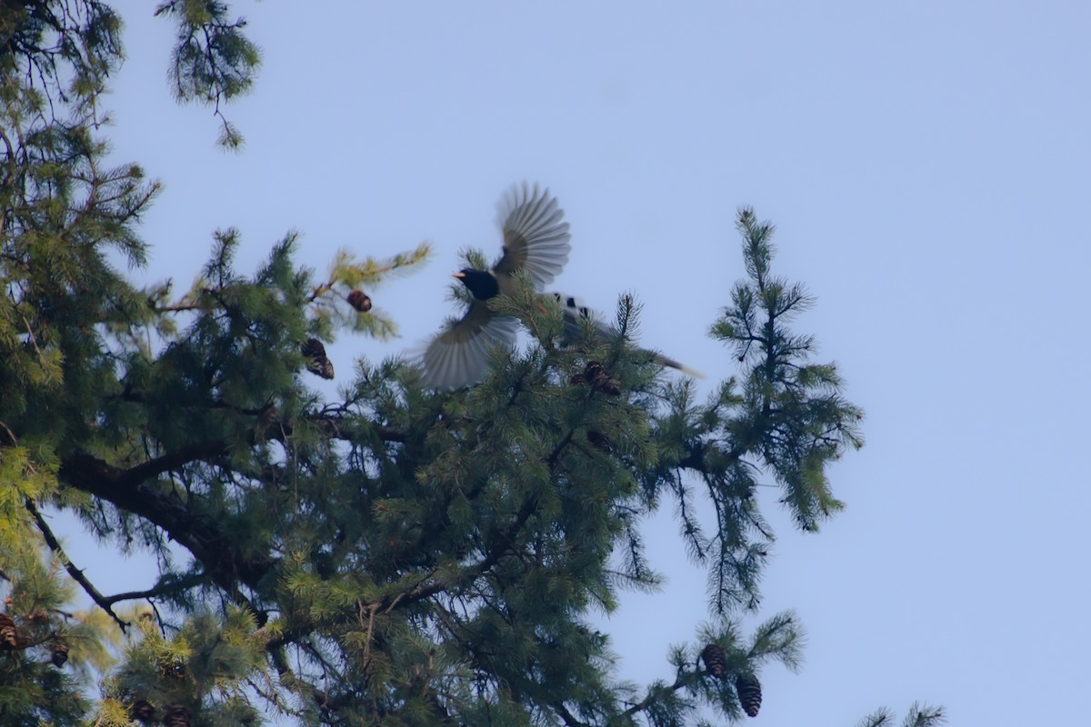 Yellow-billed Blue-Magpie - ML643814761