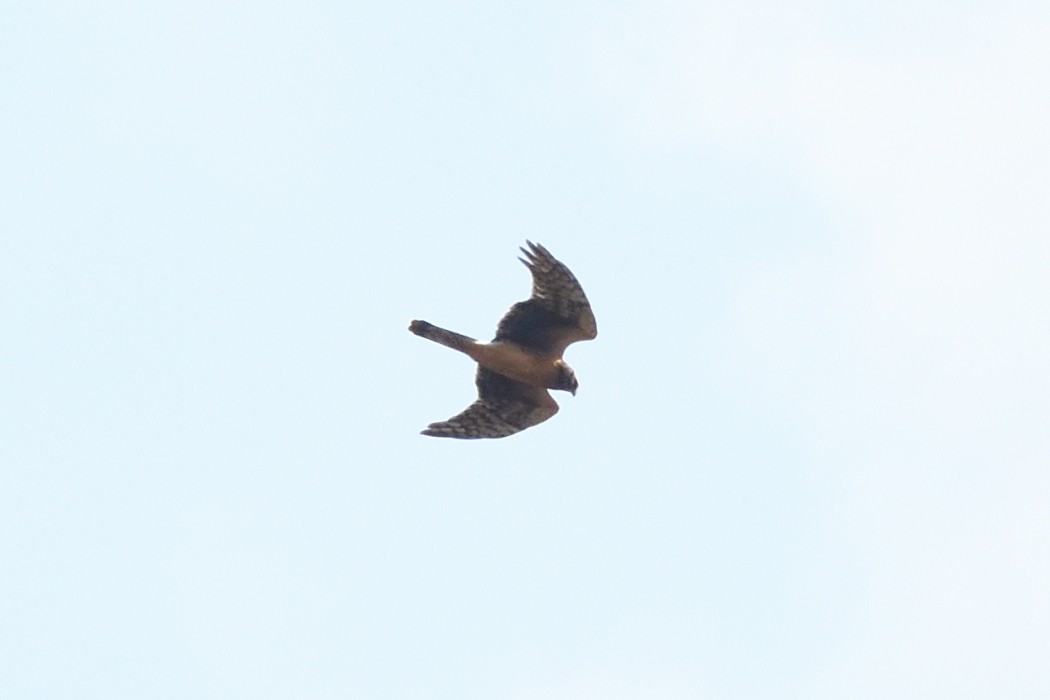 Northern Harrier - ML643814766