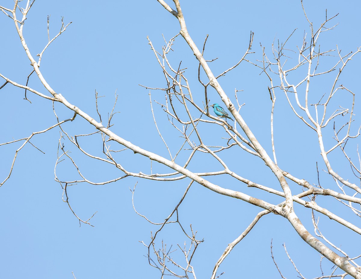 Blue Dacnis - ML643814768