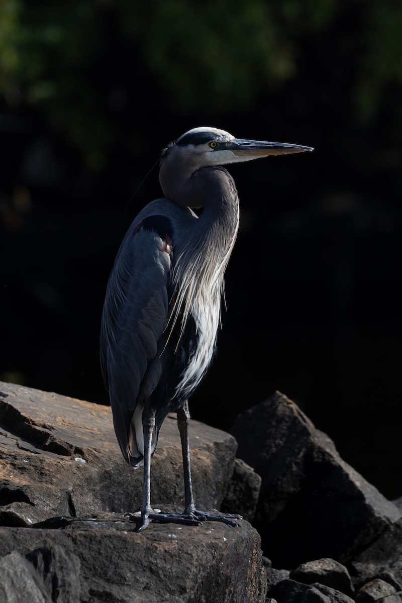 Great Blue Heron (Great Blue) - ML643814771