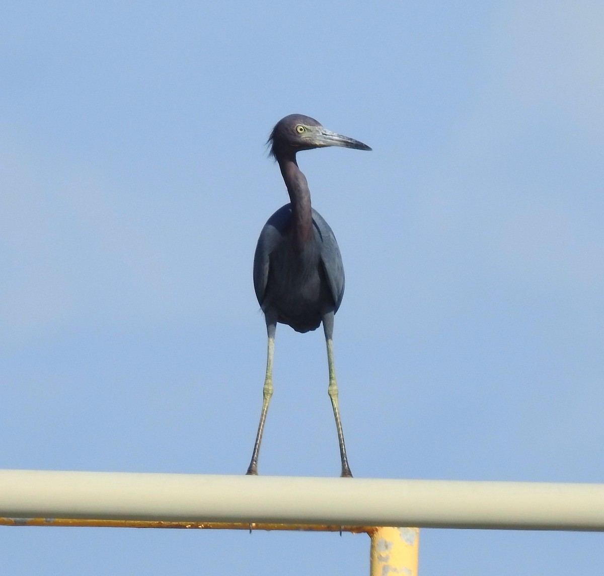 Little Blue Heron - ML643814777