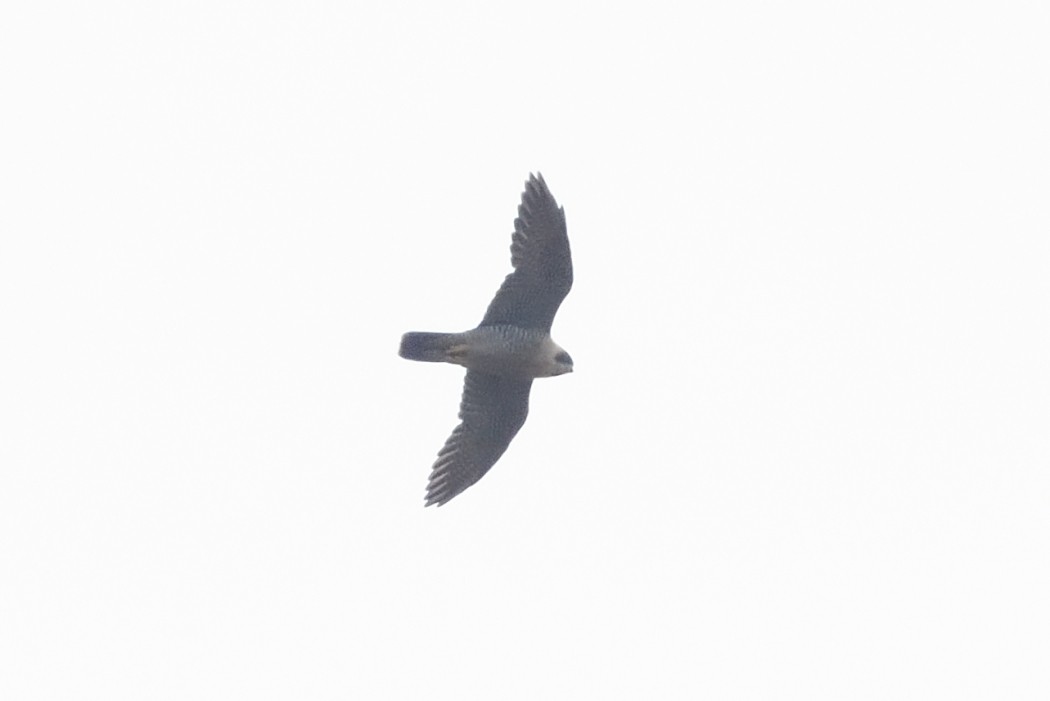 Peregrine Falcon - ML643814778