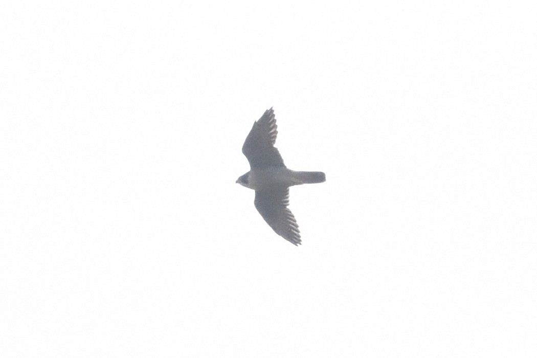 Peregrine Falcon - ML643814779
