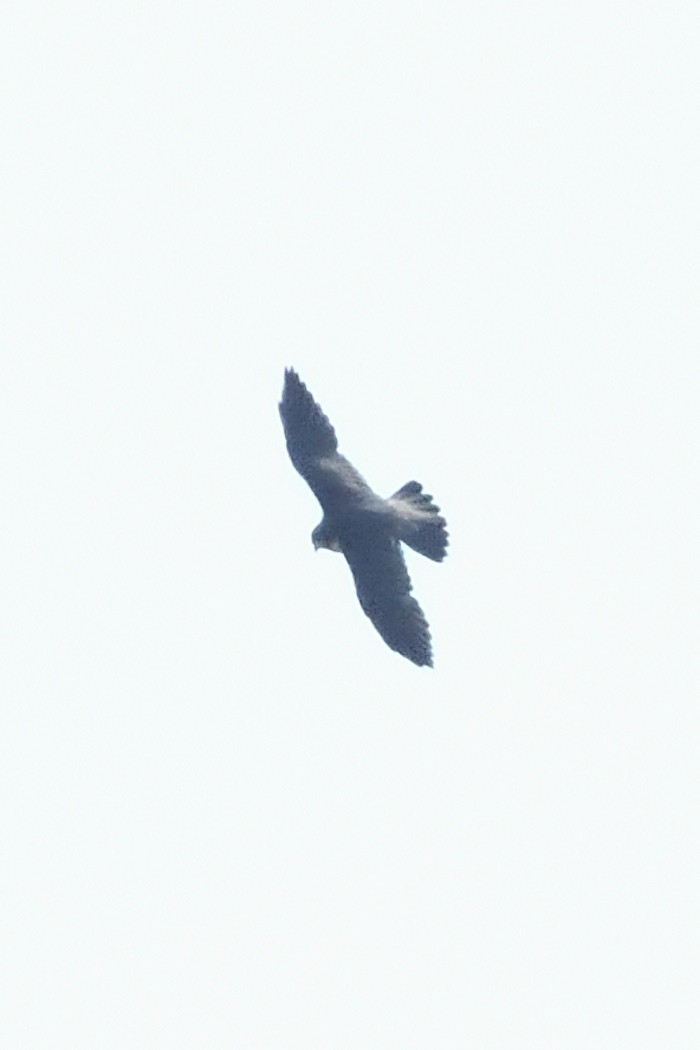 Peregrine Falcon - ML643814782