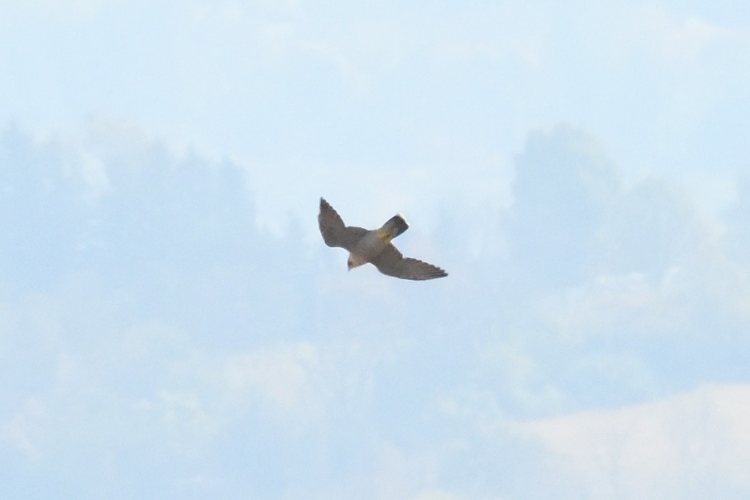 Peregrine Falcon - ML643814785