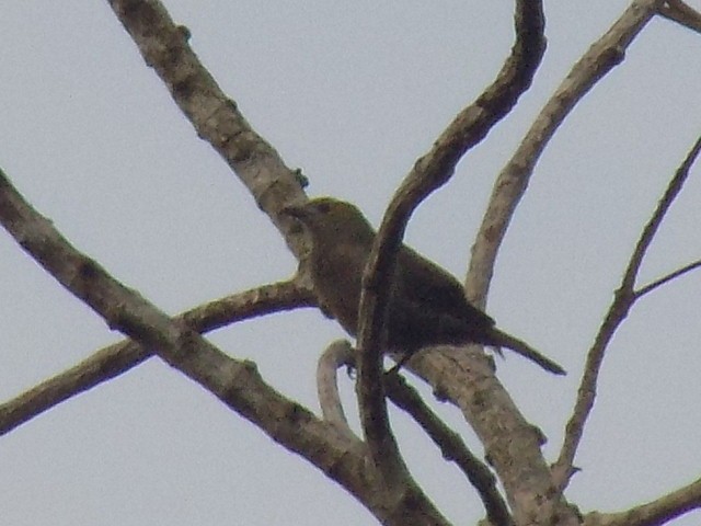 Palm Tanager - ML643814786