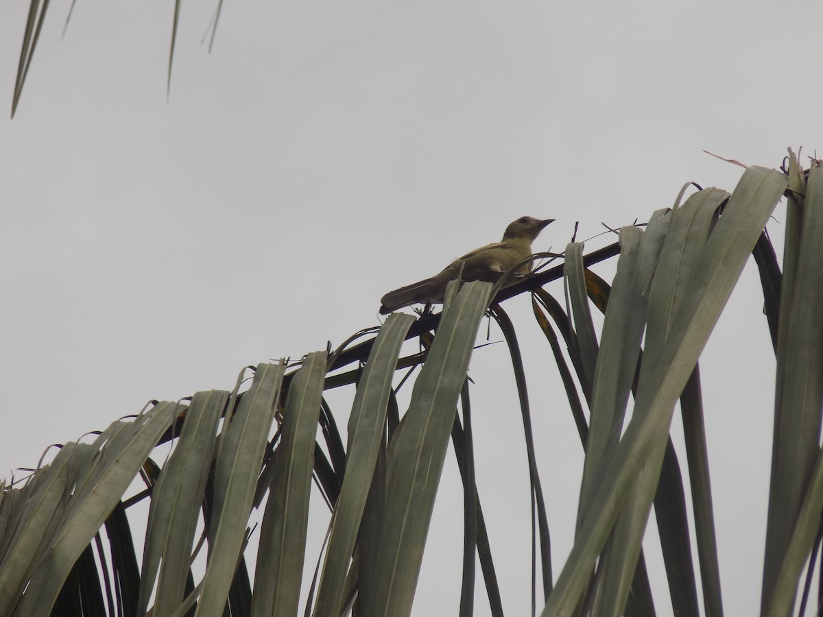 Palm Tanager - ML643814787