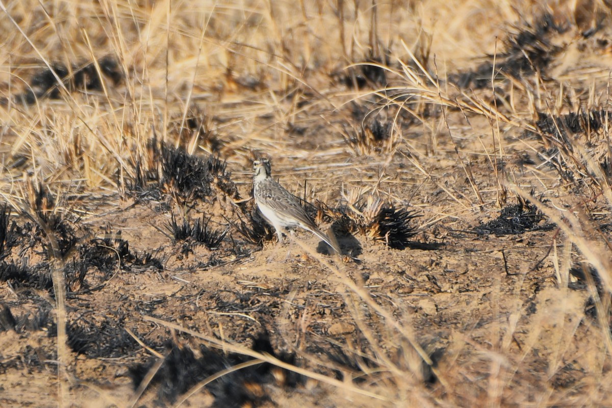 Australian Pipit - ML643814797
