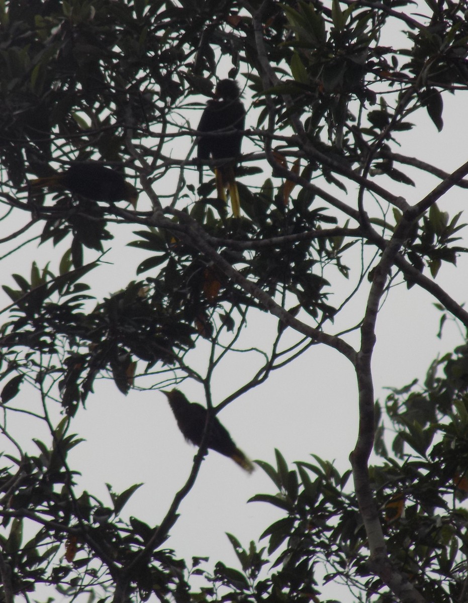 Russet-backed Oropendola - ML643814808