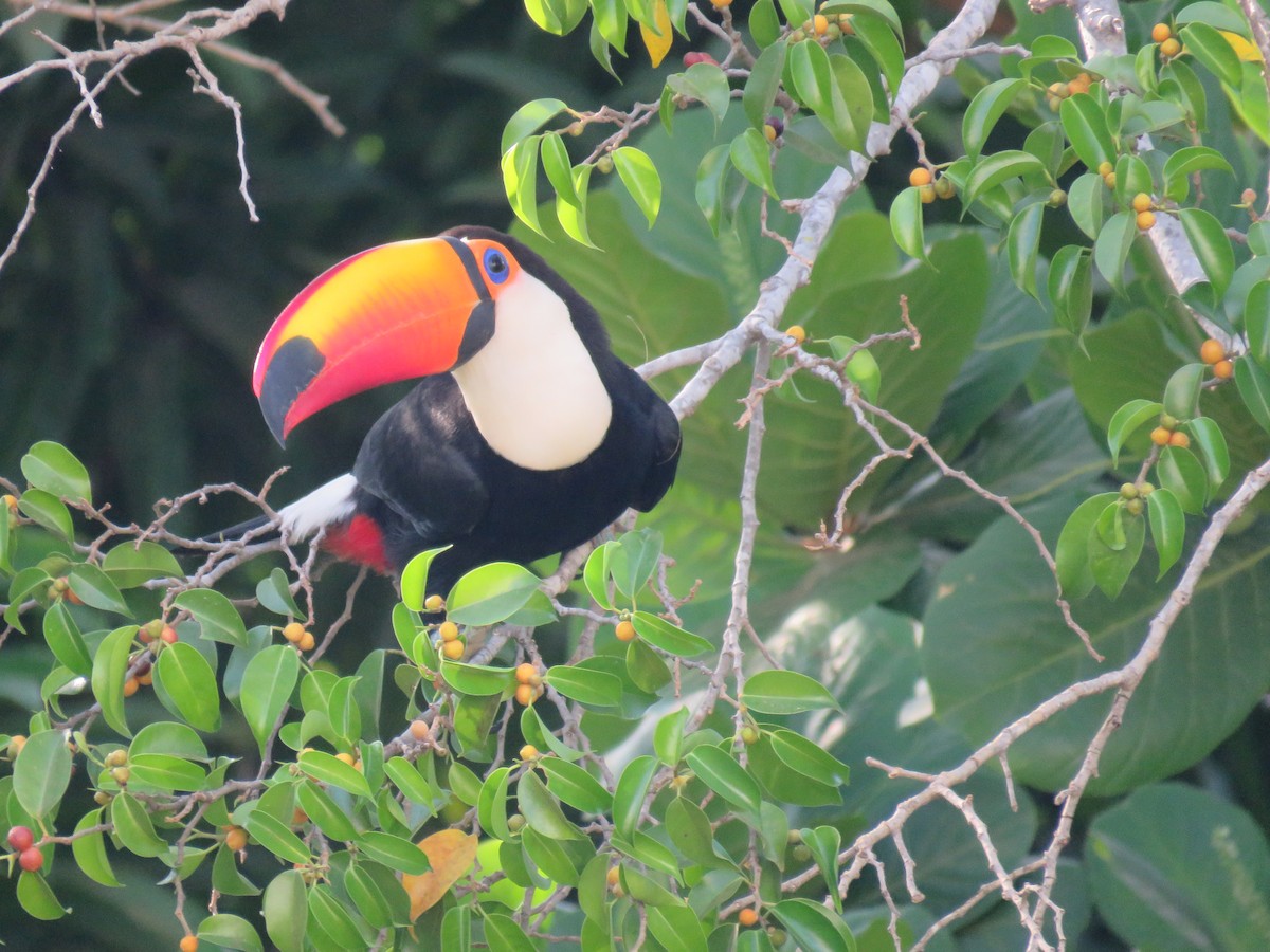 Toco Toucan - ML643814815
