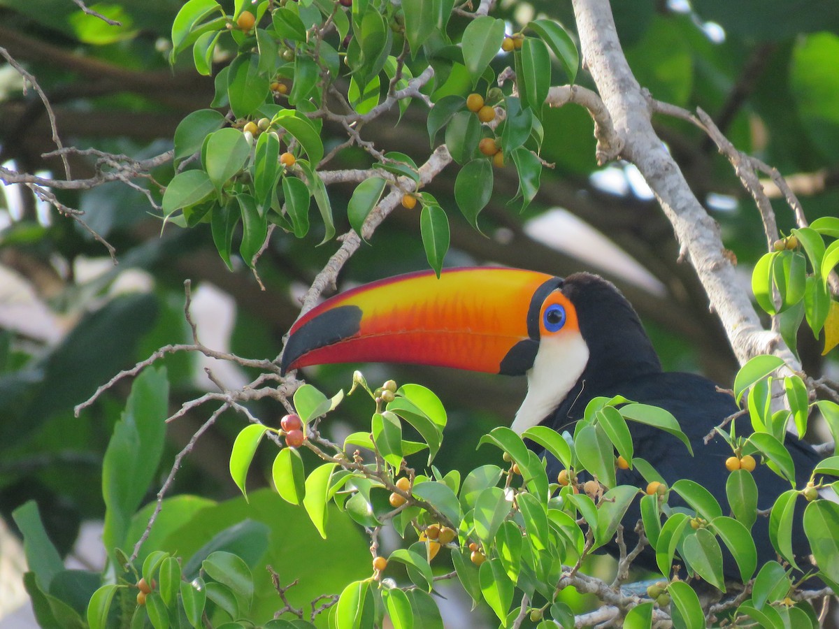 Toco Toucan - ML643814822