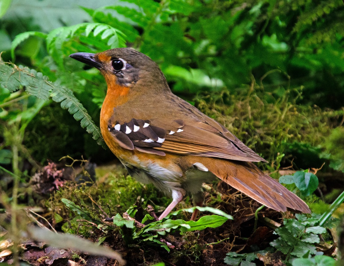 Orange Ground-Thrush - ML643814831