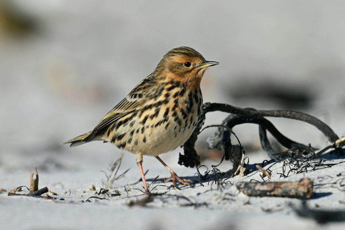 Red-throated Pipit - ML643814832