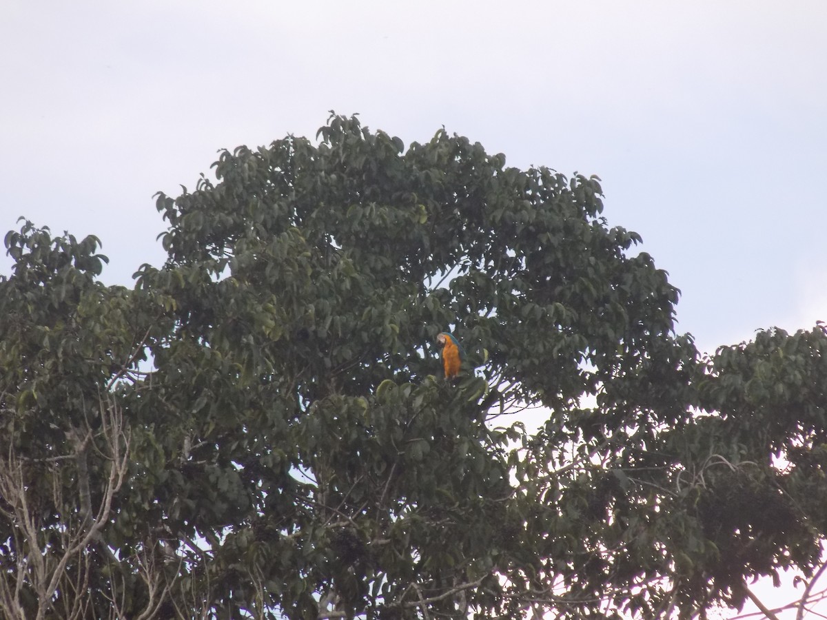 Blue-and-yellow Macaw - ML643814836