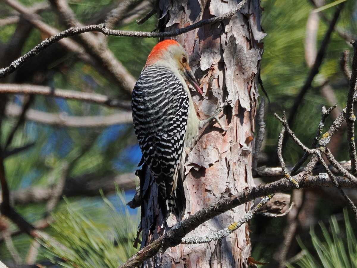 Red-bellied Woodpecker - ML643814839