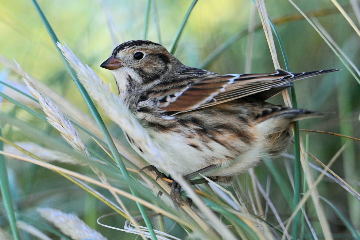 Lapland Longspur - ML643814843