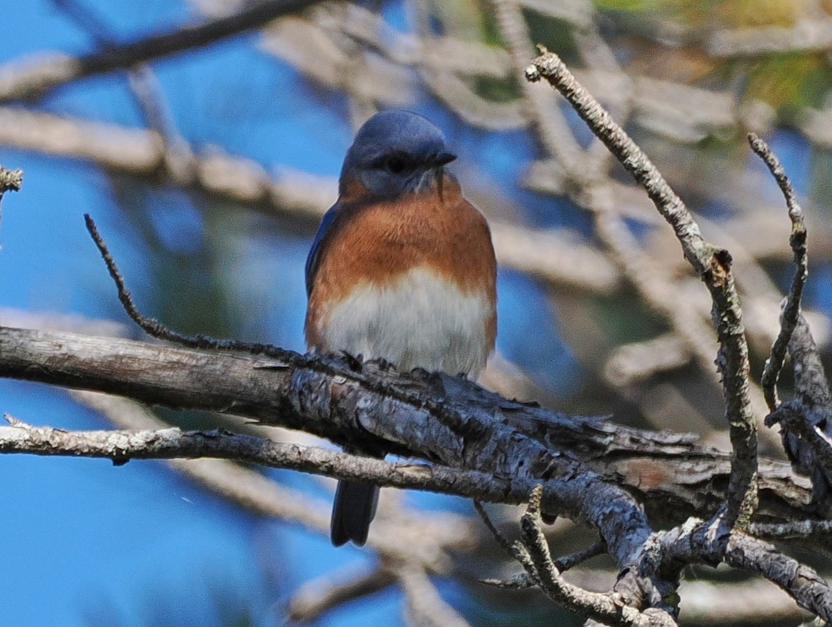 Eastern Bluebird - ML643814849