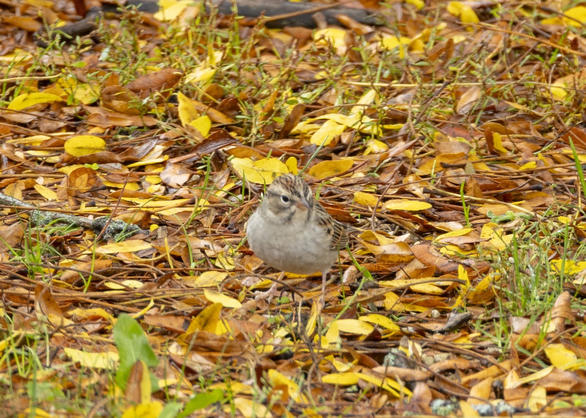 Chipping Sparrow - ML643814860