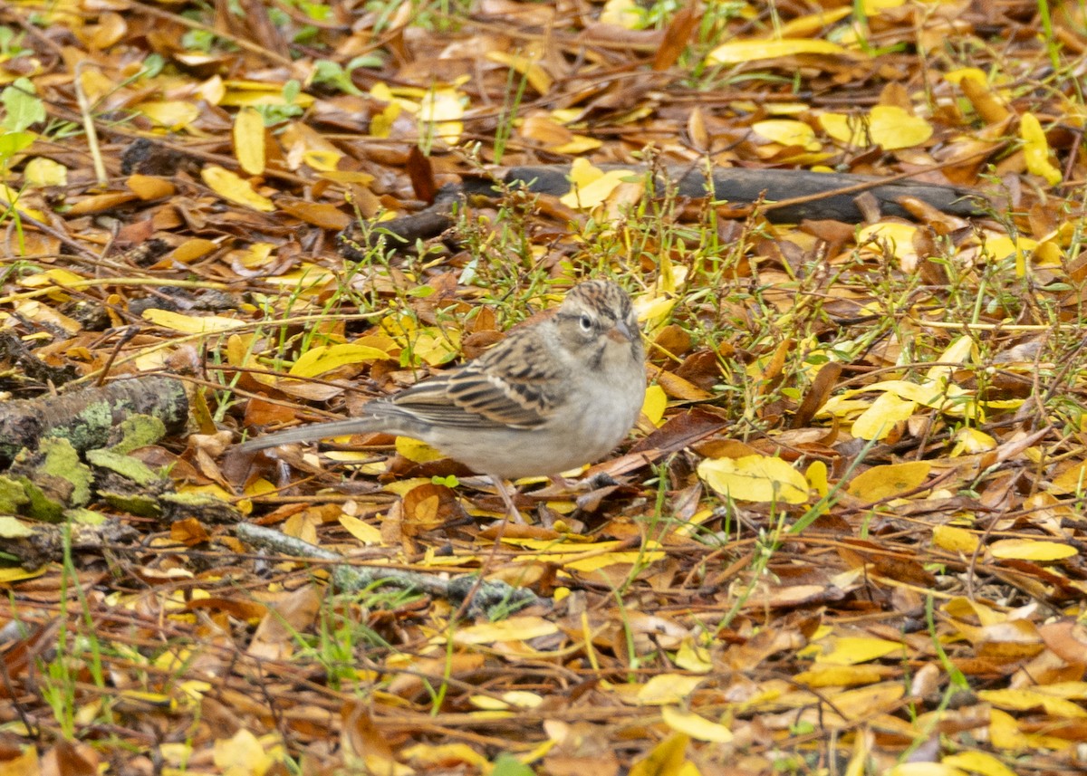 Chipping Sparrow - ML643814861