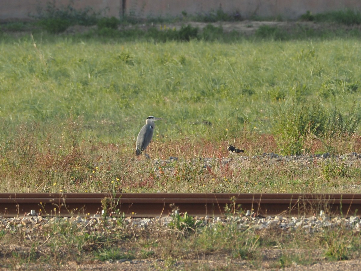 Gray Heron - ML643814863