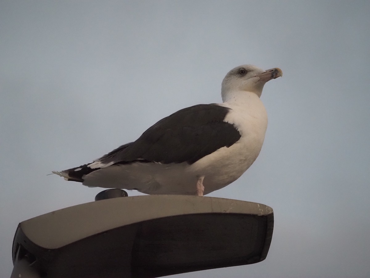 Great Black-backed Gull - ML643814941